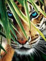 Sunsout Puzzle 1000  Tiger  " Modre oči  "
