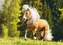 RAVENSBURGER PUZZLE  Sestavljanke 1000  Konji  " Srečen Konjiček "