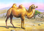 Castorland Puzzle Sestavljanke 24 " Kamela "