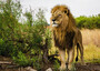 RAVENSBURGER PUZZLE  Sestavljanke 1000 Nature Edition N°14  Afrika   " Ponosen Lev "