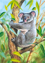 Castorland Puzzle Sestavljanke 24 " Koala "