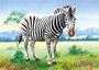 Castorland Puzzle Sestavljanke 24  " Zebra "