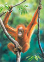 Castorland Puzzle Sestavljanke 24 " Orangutan "