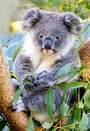 Castorland puzzle sestavljanke 80 mini  " Koala "