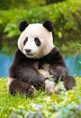 Castorland puzzle sestavljanke 80 mini  " Panda "