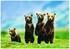 EUROGRAPHICS PUZZLE Sestavljanke 1000 Medvedki