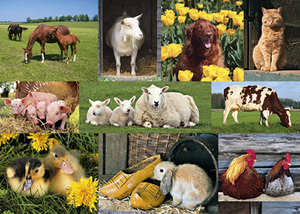  " Živali na kmetiji "