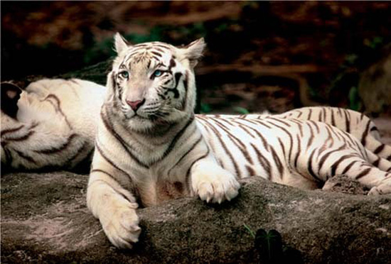 " Kraljevski Tiger "