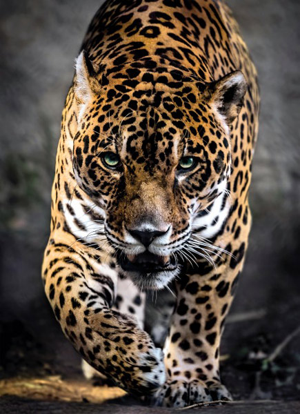 " Pohod Jaguarja "