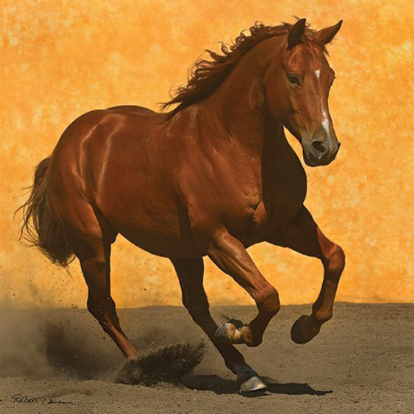 " Adobe Run III "