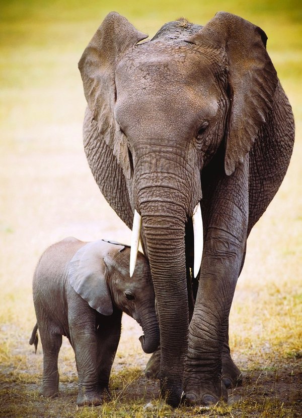 Sloni mamica z mladičkom